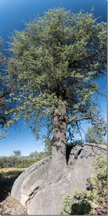 Arizona Oak growing in boulder Skull Valley Arizona