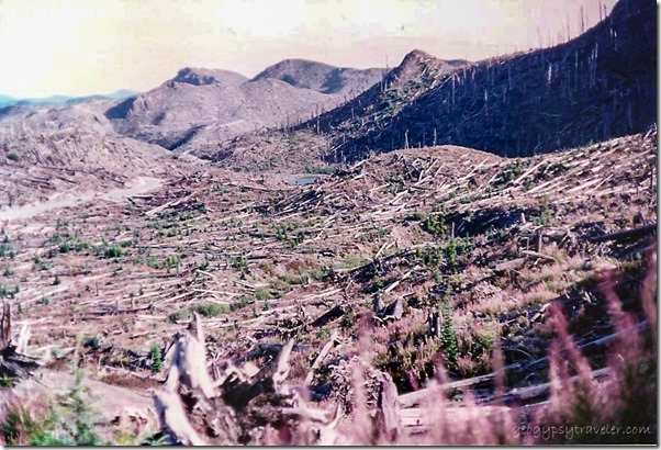 Blast zone from Norway Pass trail Mt St Helens National Volcanic Monument Washington summer 1992