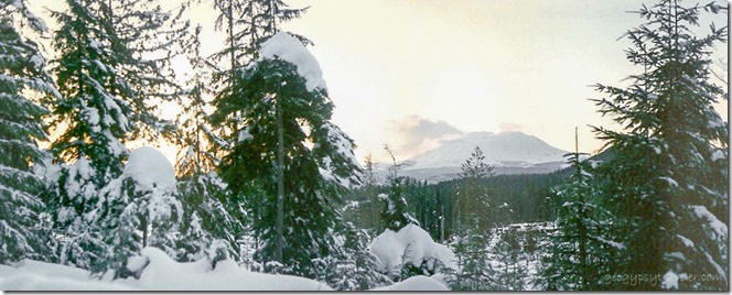 trees snow Mt St Helens Washington Feb 1996