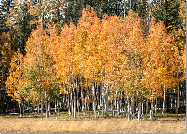 fall colors Kaibab National Forest Arizona