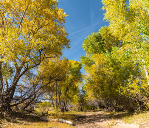 fall Cottonwood trees along dry wash Skull Valley Arizona