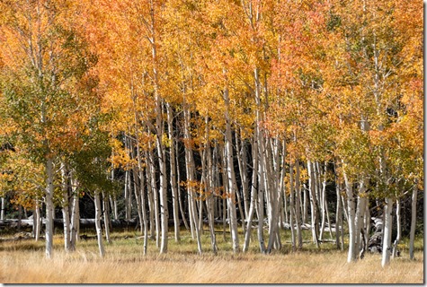 fall colors Kaibab National Forest Arizona