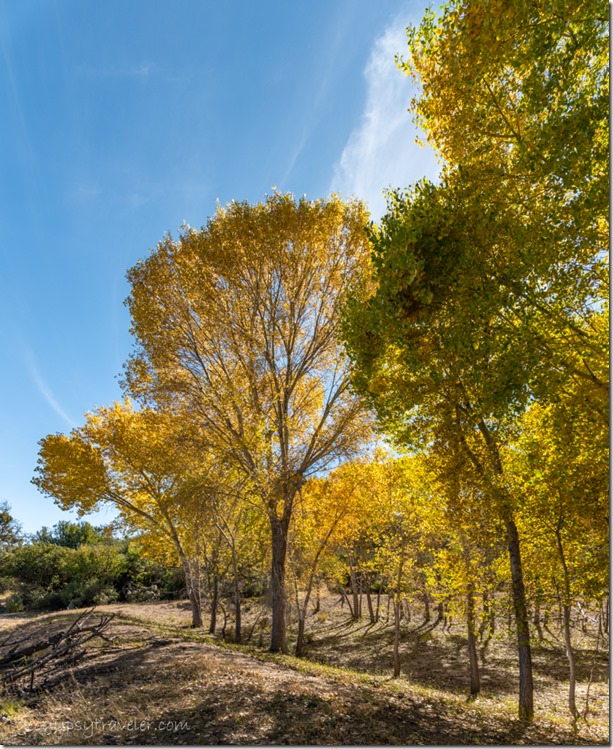 fall Cottonwood trees Skull Valley Arizona