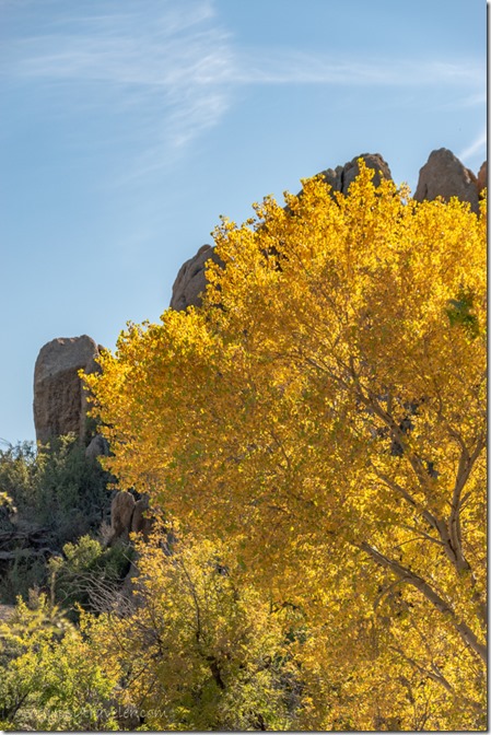 yellow Fall Cottonwood tree boulders Skull Valley Arizona