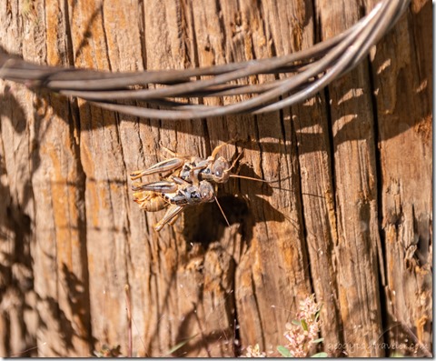 mating Plains Lubber grasshoppers Skull Valley Arizona