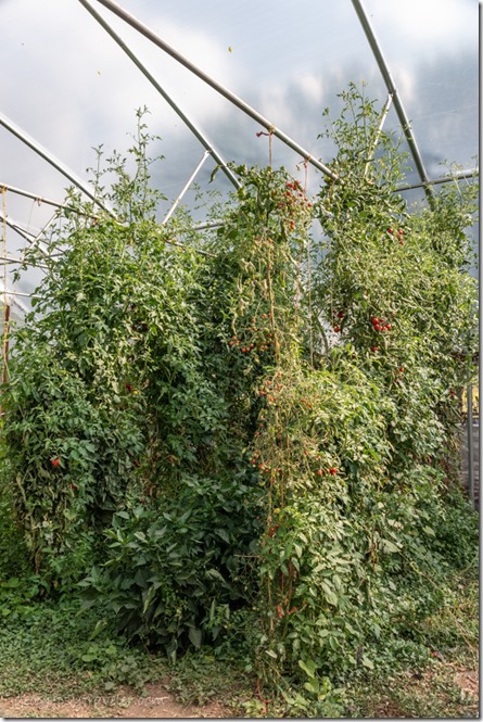 ten foot tomato plants in greenhouse Triple L Ranch Skull Valley Arizona