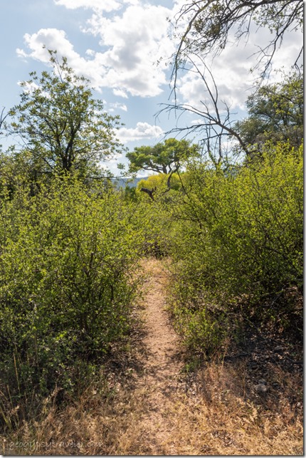 trees animal trail Skull Valley Arizona