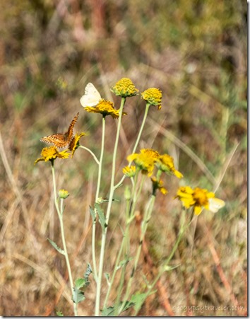 butterflies & flowers Skull Valley Arizona