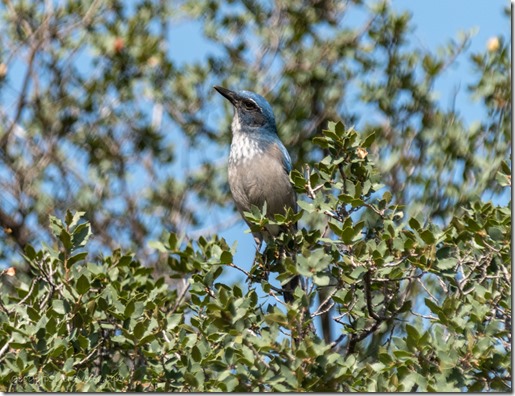 Scrub Jay bird tree Skull Valley Arizona
