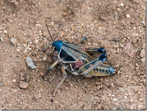 Plains Lubber grasshopper Triple L Ranch Skull Valley Arizona