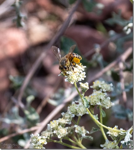 bee on flowers Sedona Arizona