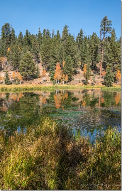 forest fall color Aspen Mirror Lake SR14 Duck Creek Dixie National Forest Utah