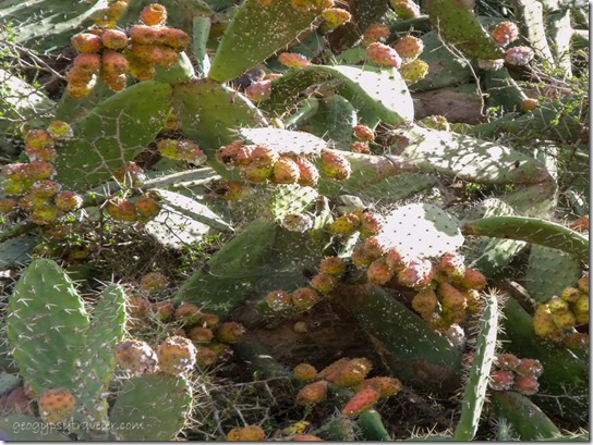 Prickly Pear Cactus loaded with fruit Addo Elephant National Park Eastern Cape South Africa