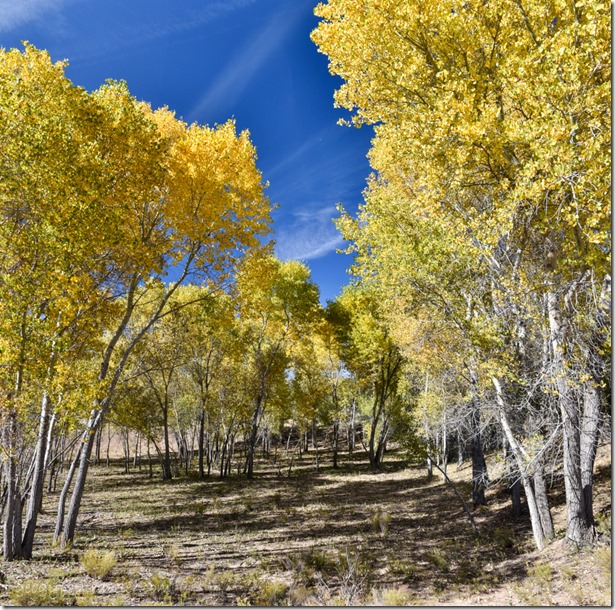 yellow Autumn Cottonwood trees Skull Valley Arizona