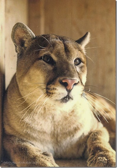 Whiskers male cougar CALM Bakersfield California June 1989