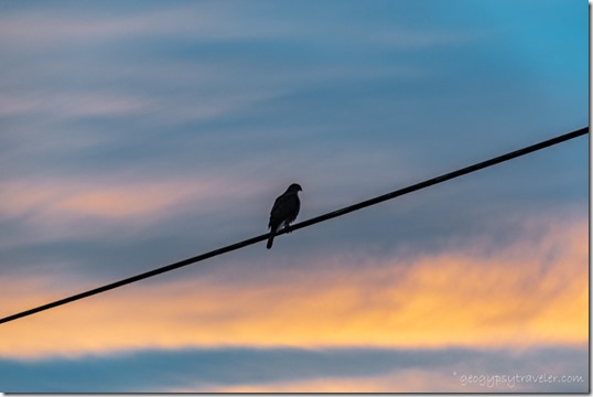 hawk on wire sunrise clouds Skulll Valley Arizona