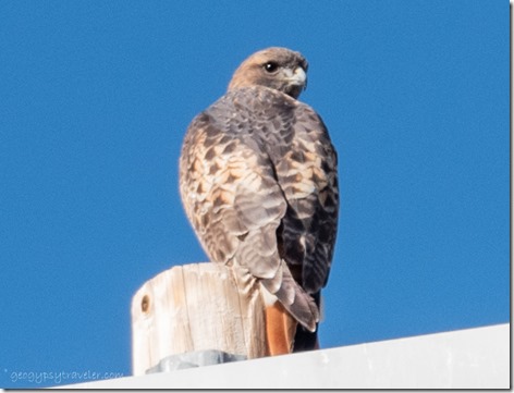 Red-tailed Hawk bird on pole Ferguson Valley Rd Skull Valley Arizona