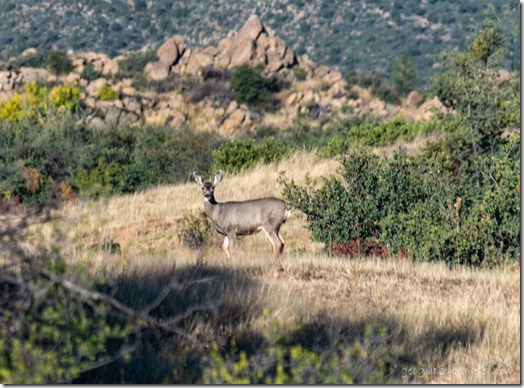 Mule Deer thru RV window Skull Valley Arizona