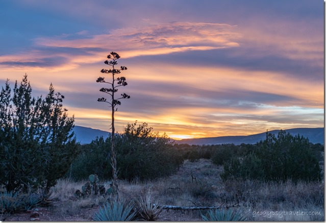 grass trees Yucca sunset clouds FR525 Coconino National Forest Arizona