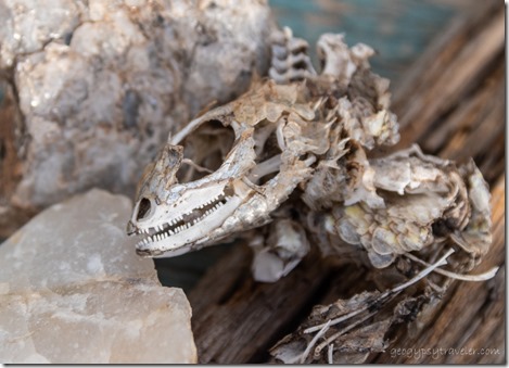 lizard skull Skull Valley Arizona