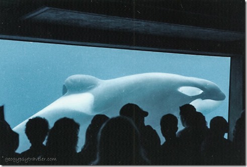 Keko the killer whale at Oregon coast aquarium Newport Beach Oregon Nov 1996