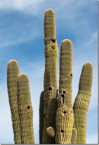 Saguaro cactus Cemetery Road Congress Arizona