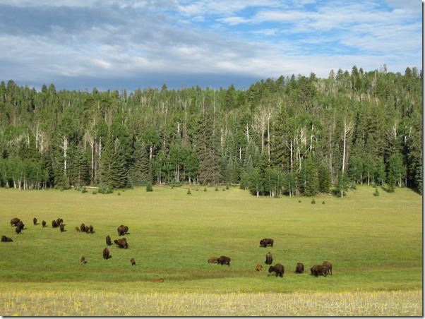 Bison hybrids on meadows Hwy 67 North Kaibab National Forest Arizona