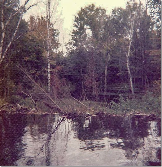 Beaver dam on overflow Upper Peninsula Michigan Sept 1974