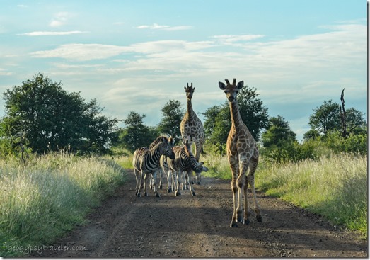 Zebra & Giraffe Kruger National Park South Africa