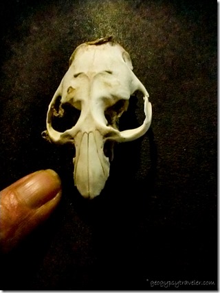 Salton Sea animal skull from Gypsy Cemetery Rd Congress Arizona