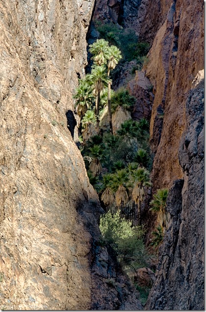 California Palms light Palm Canyon Trail Kofa National Wildlife Refuge Arizona