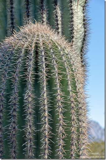 Saguaro cactus Kofa Mts BLM Kofa National Wildlife Refuge Arizona