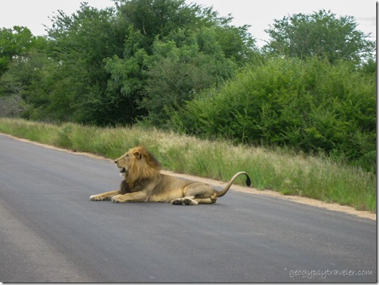Male lion Kruger National Park Mpumalanga South Africa