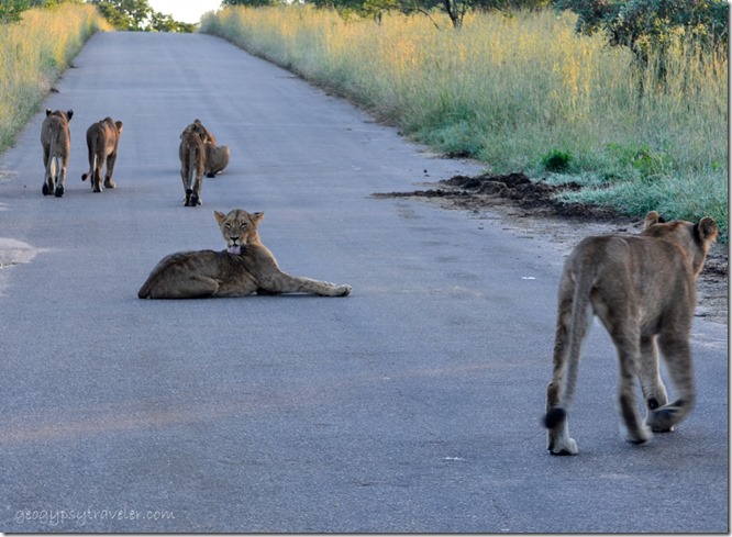 Lions on road Kruger National Park South Africa