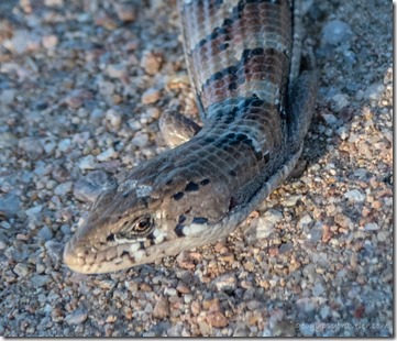 unidentified lizard Skull Valley Arizona