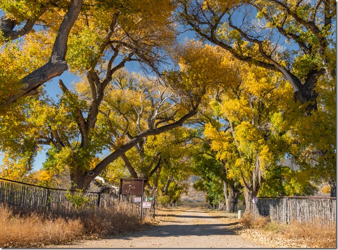 fall yellow Cottonwood trees driveway Haverfield Ranch Skull Valley Arizona