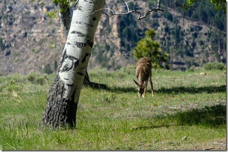 Mule deer from RV North Rim Grand Canyon National Park Arizona