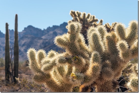 08 DSL_2394le Jumping Cholla & Saguaro cactus Kofa Mts MST&T Rd Kofa NWR AZ fb as g g-1