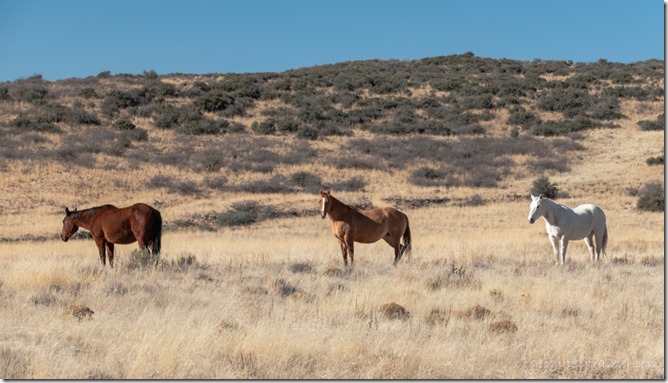 horses Peeples Valley Arizona