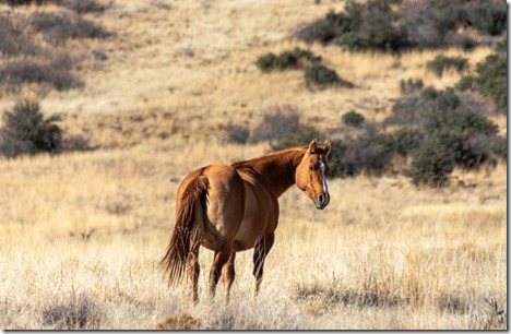 horse Peeples Valley Arizona