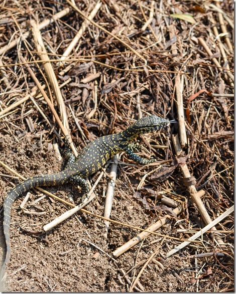 Baby water monitor Pilanesberg Game Reserve South Africa