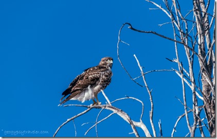 Hawk in tree Skull Valley Arizona