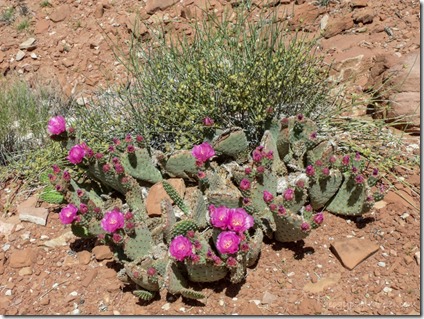 Flowering Prickly Pear Cactus Lees Ferry Arizona