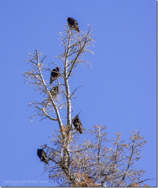 Five Turkey Vultures in tree top Hwy 67 North Kaibab National Forest Arizona