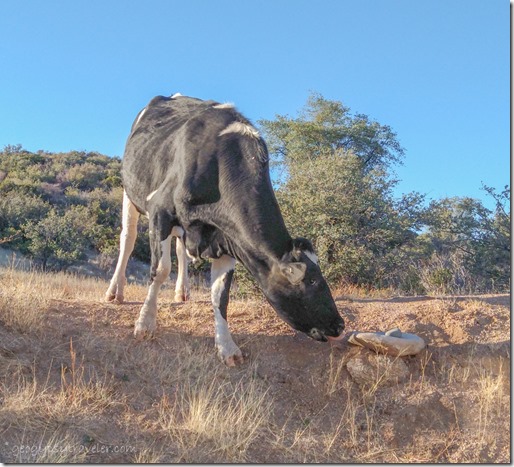 blackie cow sniffing metate Skull Valley Arizona