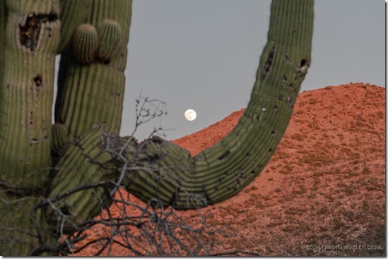 Saguaro full moon rising Date Crk Mts Cemetery Rd Congress Arizona