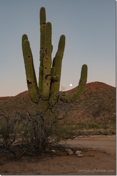 Saguaro full moon rising Date Crk Mts Cemetery Rd Congress Arizona
