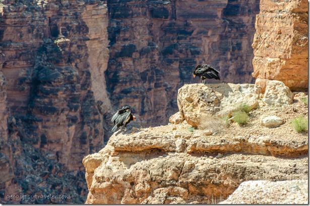 condor 30 & 01 on rocks by Navajo bridge Glen Canyon National Recreation Area Marble Canyon Arizona