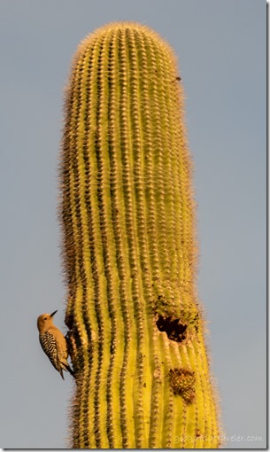 Gila Woodpecker bird Saguaro cactus Cemetery Rd Congress AZ