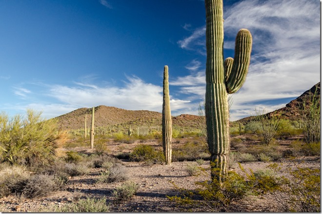 Sonoran desert saguaro mt Darby Well Rd BLM Ajo Arizona